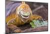 Galapagos land iguana, Galapagos Islands, Ecuador-Art Wolfe-Mounted Photographic Print