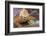 Galapagos land iguana, Galapagos Islands, Ecuador-Art Wolfe-Framed Photographic Print