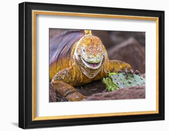 Galapagos land iguana, Galapagos Islands, Ecuador-Art Wolfe-Framed Photographic Print