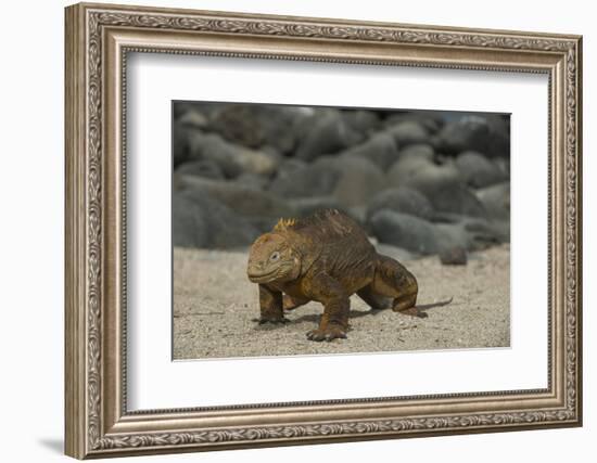 Galapagos Land Iguana, North Seymour Island Galapagos Islands, Ecuador-Pete Oxford-Framed Photographic Print