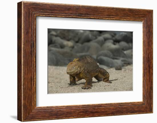 Galapagos Land Iguana, North Seymour Island Galapagos Islands, Ecuador-Pete Oxford-Framed Photographic Print