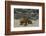 Galapagos Land Iguana, North Seymour Island Galapagos Islands, Ecuador-Pete Oxford-Framed Photographic Print