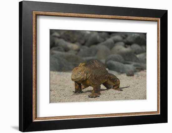 Galapagos Land Iguana, North Seymour Island Galapagos Islands, Ecuador-Pete Oxford-Framed Photographic Print