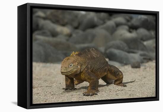 Galapagos Land Iguana, North Seymour Island Galapagos Islands, Ecuador-Pete Oxford-Framed Premier Image Canvas