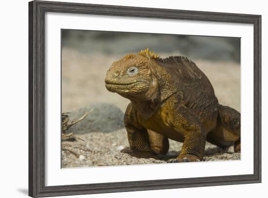 Galapagos Land Iguana, Seymour Island, Galapagos Islands, Ecuador-Pete Oxford-Framed Photographic Print