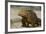 Galapagos Land Iguana, Seymour Island, Galapagos Islands, Ecuador-Pete Oxford-Framed Photographic Print