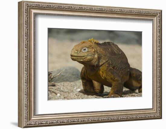 Galapagos Land Iguana, Seymour Island, Galapagos Islands, Ecuador-Pete Oxford-Framed Photographic Print