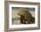 Galapagos Land Iguana, Seymour Island, Galapagos Islands, Ecuador-Pete Oxford-Framed Photographic Print