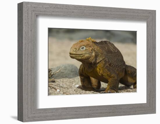 Galapagos Land Iguana, Seymour Island, Galapagos Islands, Ecuador-Pete Oxford-Framed Photographic Print