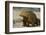 Galapagos Land Iguana, Seymour Island, Galapagos Islands, Ecuador-Pete Oxford-Framed Photographic Print