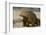 Galapagos Land Iguana, Seymour Island, Galapagos Islands, Ecuador-Pete Oxford-Framed Photographic Print