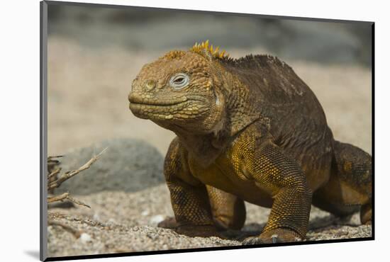 Galapagos Land Iguana, Seymour Island, Galapagos Islands, Ecuador-Pete Oxford-Mounted Photographic Print