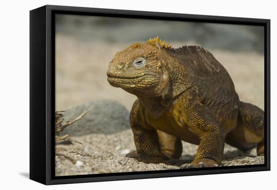 Galapagos Land Iguana, Seymour Island, Galapagos Islands, Ecuador-Pete Oxford-Framed Premier Image Canvas