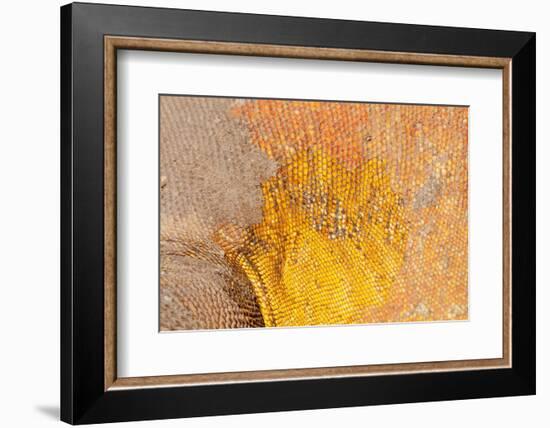 Galapagos land iguana skin and scales close-up, Galapagos-Tui De Roy-Framed Photographic Print