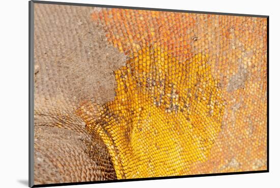 Galapagos land iguana skin and scales close-up, Galapagos-Tui De Roy-Mounted Photographic Print