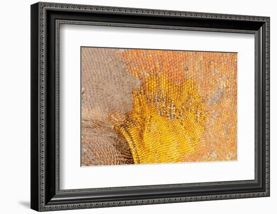 Galapagos land iguana skin and scales close-up, Galapagos-Tui De Roy-Framed Photographic Print