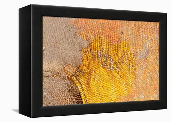 Galapagos land iguana skin and scales close-up, Galapagos-Tui De Roy-Framed Premier Image Canvas