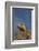 Galapagos Land Iguana, South Plaza Island, Galapagos Islands, Ecuador-Pete Oxford-Framed Photographic Print