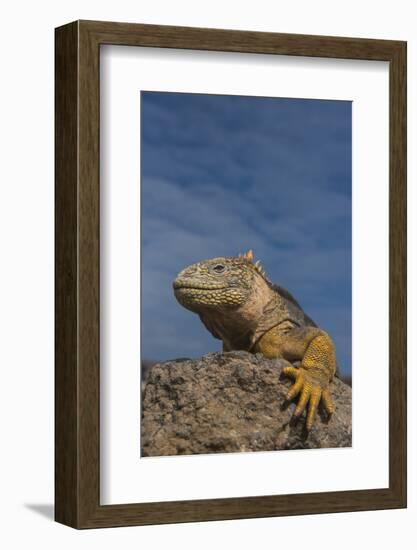 Galapagos Land Iguana, South Plaza Island, Galapagos Islands, Ecuador-Pete Oxford-Framed Photographic Print