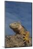 Galapagos Land Iguana, South Plaza Island, Galapagos Islands, Ecuador-Pete Oxford-Mounted Photographic Print