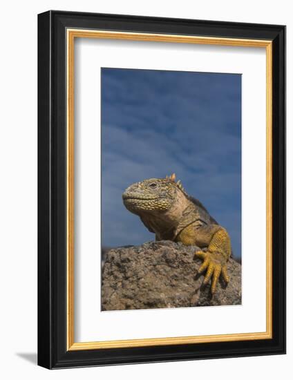 Galapagos Land Iguana, South Plaza Island, Galapagos Islands, Ecuador-Pete Oxford-Framed Photographic Print
