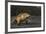 Galapagos Land Iguana, Urvina Bay Isabela Island, Galapagos, Ecuador-Pete Oxford-Framed Photographic Print