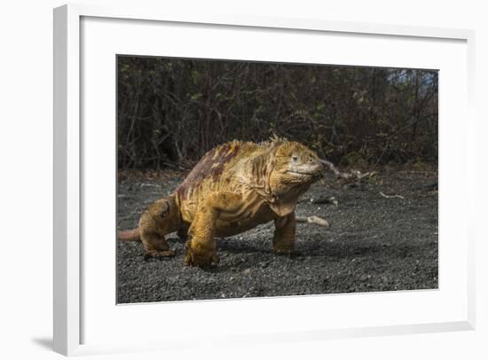 Galapagos Land Iguana, Urvina Bay Isabela Island, Galapagos, Ecuador-Pete Oxford-Framed Photographic Print