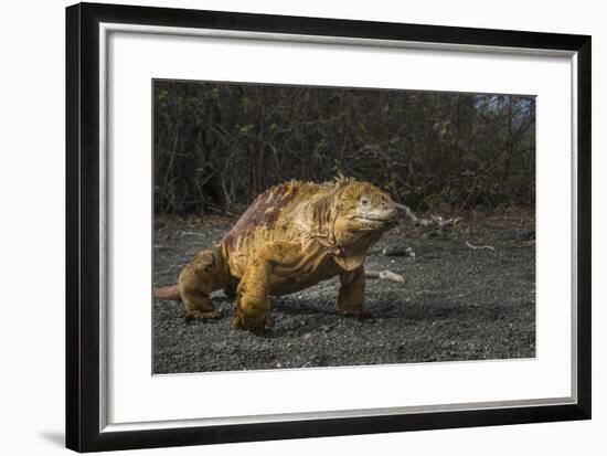Galapagos Land Iguana, Urvina Bay Isabela Island, Galapagos, Ecuador-Pete Oxford-Framed Photographic Print