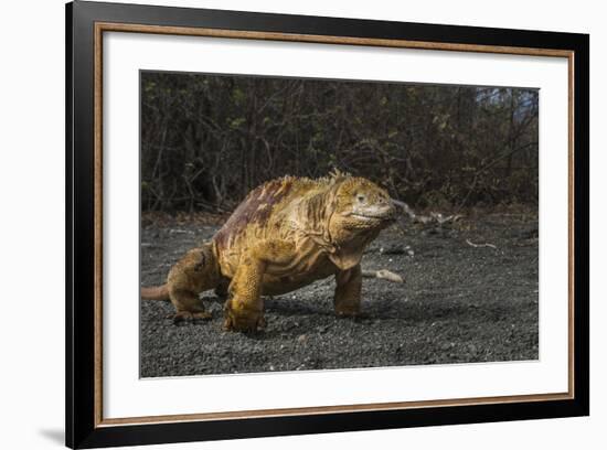 Galapagos Land Iguana, Urvina Bay Isabela Island, Galapagos, Ecuador-Pete Oxford-Framed Photographic Print