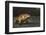 Galapagos Land Iguana, Urvina Bay Isabela Island, Galapagos, Ecuador-Pete Oxford-Framed Photographic Print