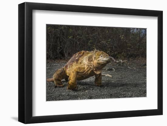 Galapagos Land Iguana, Urvina Bay Isabela Island, Galapagos, Ecuador-Pete Oxford-Framed Photographic Print