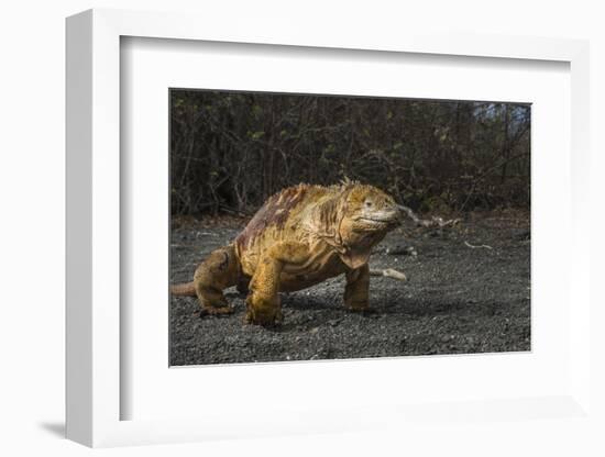 Galapagos Land Iguana, Urvina Bay Isabela Island, Galapagos, Ecuador-Pete Oxford-Framed Photographic Print