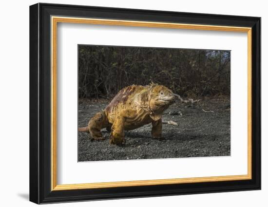 Galapagos Land Iguana, Urvina Bay Isabela Island, Galapagos, Ecuador-Pete Oxford-Framed Photographic Print