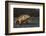 Galapagos Land Iguana, Urvina Bay Isabela Island, Galapagos, Ecuador-Pete Oxford-Framed Photographic Print