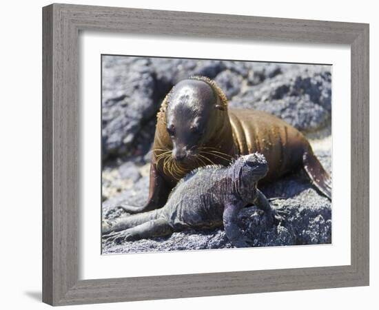 Galapagos Marine Iguana (Amblyrhynchus Cristatus), Galapagos, UNESCO World Heritage Site, Ecuador-Michael Nolan-Framed Photographic Print