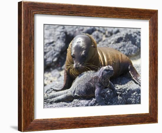 Galapagos Marine Iguana (Amblyrhynchus Cristatus), Galapagos, UNESCO World Heritage Site, Ecuador-Michael Nolan-Framed Photographic Print