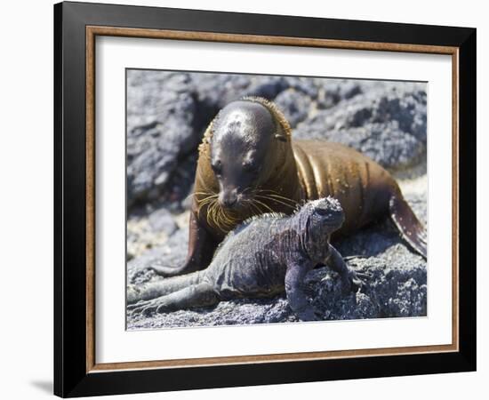 Galapagos Marine Iguana (Amblyrhynchus Cristatus), Galapagos, UNESCO World Heritage Site, Ecuador-Michael Nolan-Framed Photographic Print