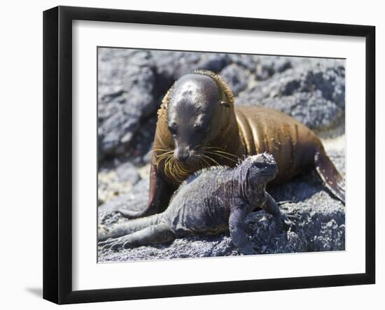 Galapagos Marine Iguana (Amblyrhynchus Cristatus), Galapagos, UNESCO World Heritage Site, Ecuador-Michael Nolan-Framed Photographic Print