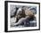 Galapagos Marine Iguana (Amblyrhynchus Cristatus), Galapagos, UNESCO World Heritage Site, Ecuador-Michael Nolan-Framed Photographic Print