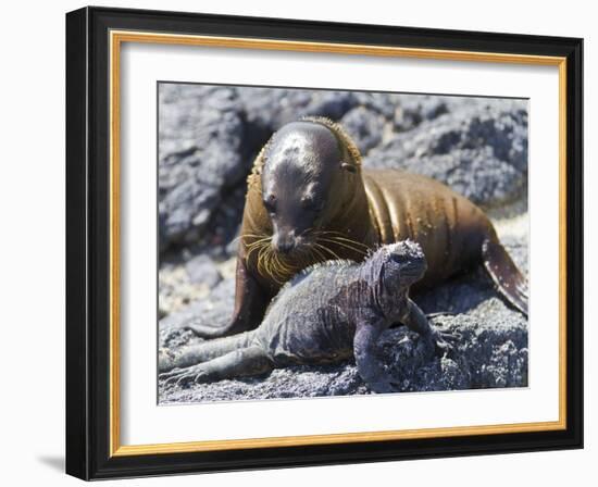 Galapagos Marine Iguana (Amblyrhynchus Cristatus), Galapagos, UNESCO World Heritage Site, Ecuador-Michael Nolan-Framed Photographic Print