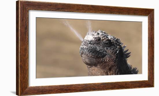 Galapagos Marine Iguana Sneezing Excreting Salt and Water by Nose - Funny Animals. close up of Mari-Maridav-Framed Photographic Print