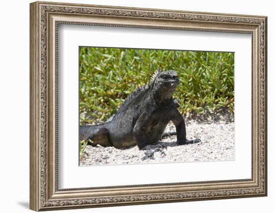 Galapagos Marine Iguana, West Coast of San Cristobal Island, Galapagos Islands-Diane Johnson-Framed Photographic Print