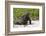 Galapagos Marine Iguana, West Coast of San Cristobal Island, Galapagos Islands-Diane Johnson-Framed Photographic Print