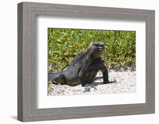 Galapagos Marine Iguana, West Coast of San Cristobal Island, Galapagos Islands-Diane Johnson-Framed Photographic Print