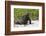 Galapagos Marine Iguana, West Coast of San Cristobal Island, Galapagos Islands-Diane Johnson-Framed Photographic Print