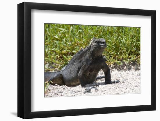 Galapagos Marine Iguana, West Coast of San Cristobal Island, Galapagos Islands-Diane Johnson-Framed Photographic Print