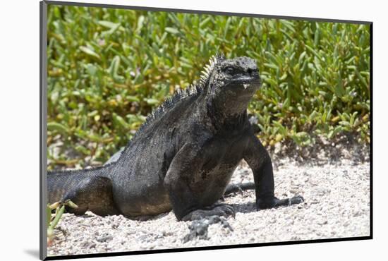 Galapagos Marine Iguana, West Coast of San Cristobal Island, Galapagos Islands-Diane Johnson-Mounted Photographic Print