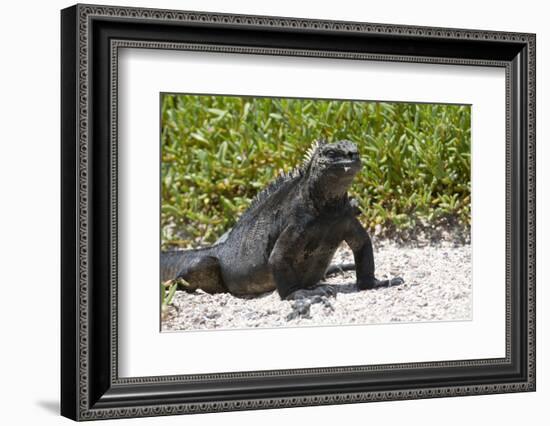 Galapagos Marine Iguana, West Coast of San Cristobal Island, Galapagos Islands-Diane Johnson-Framed Photographic Print