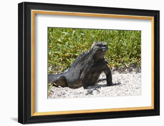 Galapagos Marine Iguana, West Coast of San Cristobal Island, Galapagos Islands-Diane Johnson-Framed Photographic Print