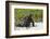 Galapagos Marine Iguana, West Coast of San Cristobal Island, Galapagos Islands-Diane Johnson-Framed Photographic Print